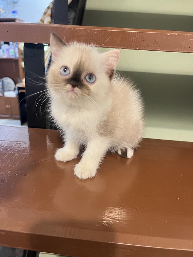 แมว สก๊อตผสมเปอเซีย 🔥🔥🔥🔥