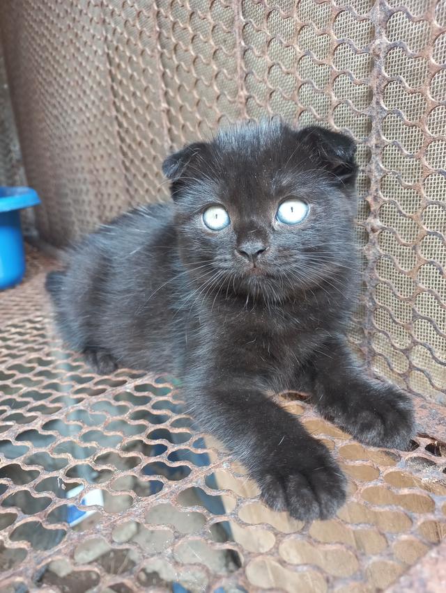 สกอตติชผสมเปอร์(โคราช)