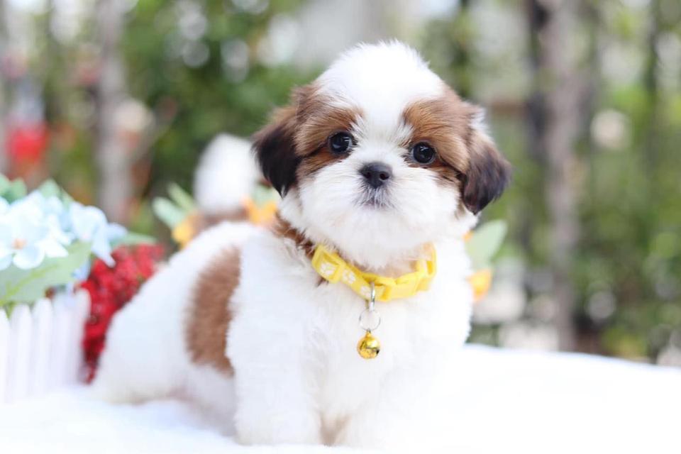 Shih Tzu Puppies WhatsApp me : ( +63 985 762 7466 )