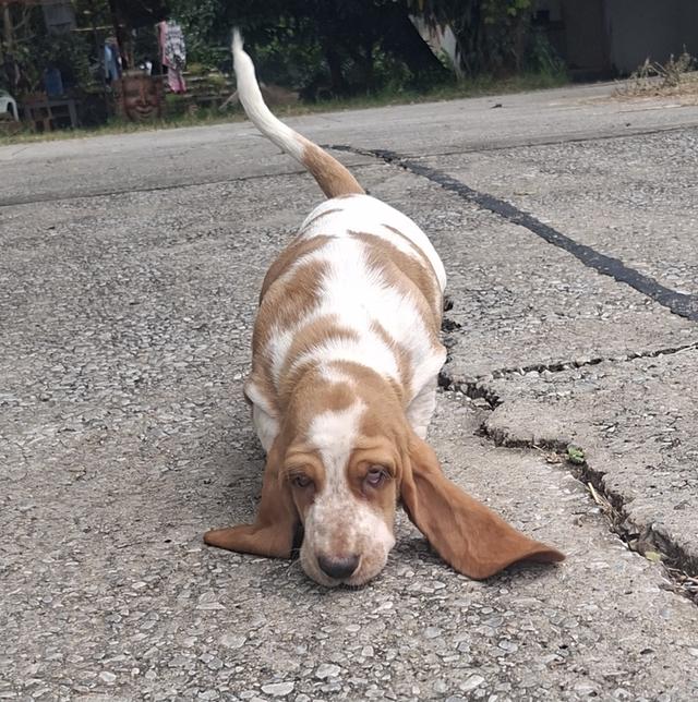 บาสเซ็ตฮาว์ดใบเพ็ดสมาคมพัฒนาพันธุ์สุนัข