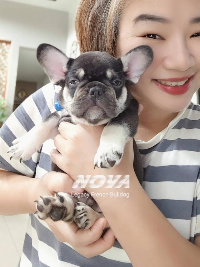 (ได้บ้านแล้ว) NOVA ลูกสุนัขเฟรนช์บูลด็อก 6