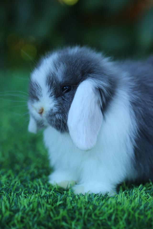 Hollandlop blue white ears doe 5