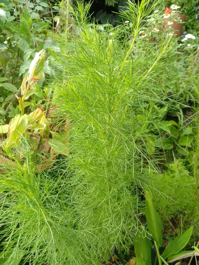 ต้นโกฐจุฬาลัมพาไทย กลิ่นเหมือนผักชีลาว ส่งเป็นต้นเพาะชำ