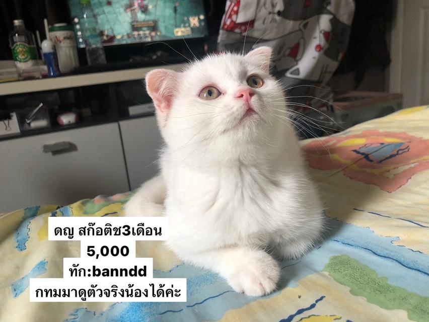 แมว รวมแร็กดอล บริติช ทันช์กิ้น สก๊อติช ลดประชากร พาราเบาทุกคน รูปที่ 1