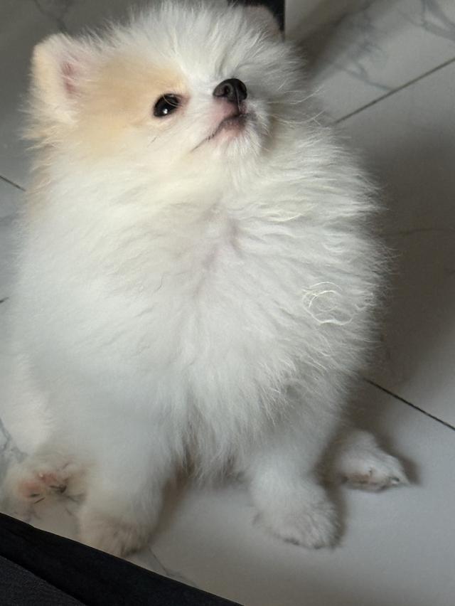 ปอมเมอเรเนียน