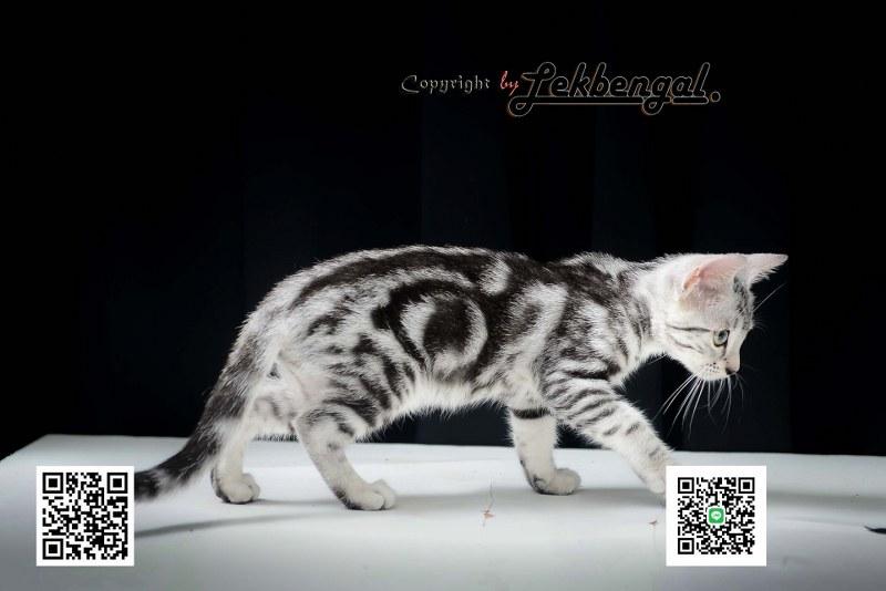 ขายลูกแมวเพศเมียราคาพิเศษ อเมริกันชอตแฮร์พันธุ์แท้ American Shorthair  6