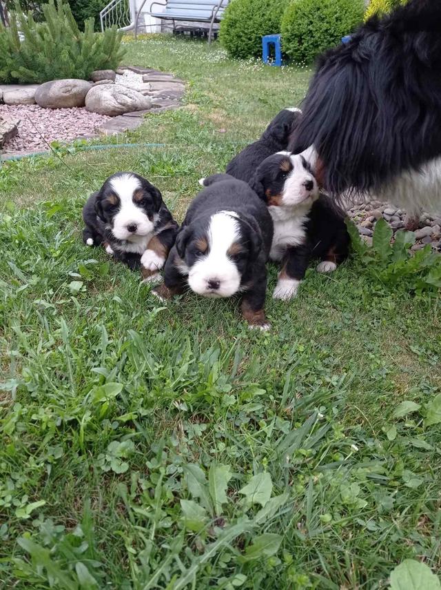 Bernese Mountain Puppies 4