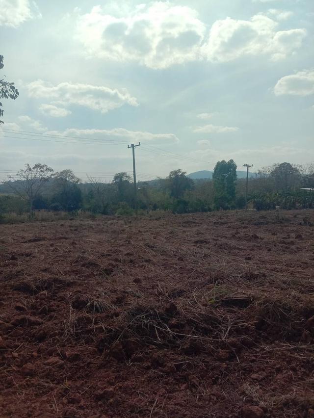 ที่ดินเปล่า มีหลายไร่ แบ่งขาย 1 ไร่ 6 แสน บ้านศิลางาม  วังน้ำเขียว รูปที่ 13