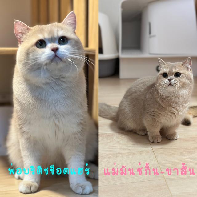 แมวมันซ์กิ้น ขายาว สี Cy ผู้ชาย 👦🏻 รูปที่ 10
