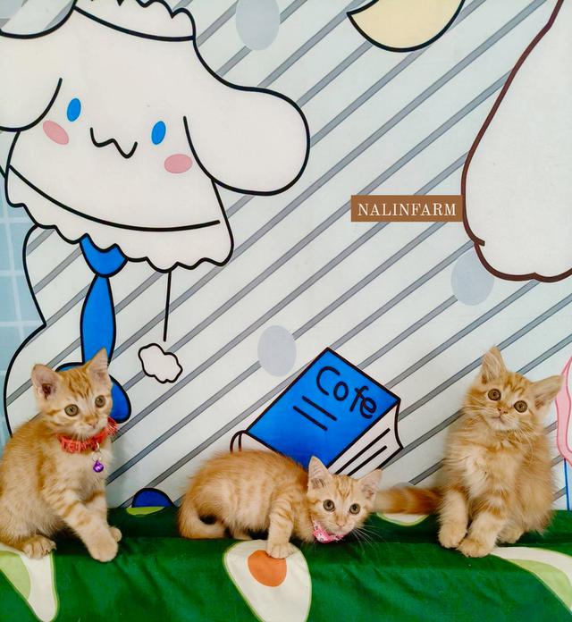 เปอร์เซียน้องผสมแบ่งเลี้ยง รูปที่ 6