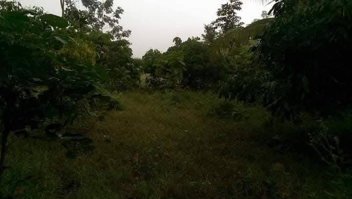 ที่รอออกเอกสารสิทธิ์7ไร่1งาน72ตารางวายกแปลง 220,000บาท​ ล้อมรั้วลวดหนามเรียบร้อย ติดถนนสาธารณะ 2ด้าน  มีต้นลำใยต้นมะม่วง ไผ่ มะพร้าว ต้นสัก ต้นมะขาม 11