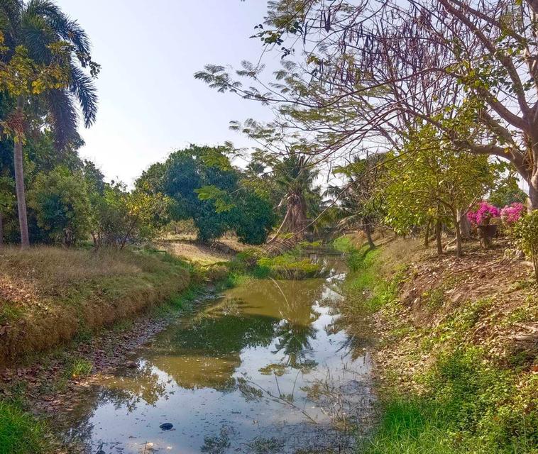 ขายที่ดินพร้อมบ้าน เนื้อที่ 19-3-66 ไร่ ต.ทุ่งหลวง อ.ปากท่อ ราชบุรี 13