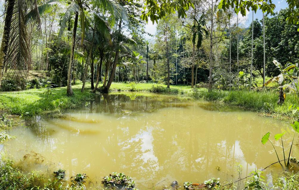 ที่ดิน13 ไร่ หน้าติดถนน 200 เมตร 5