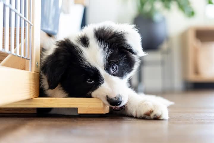 Border Collie สายพันธุ์ดี 3