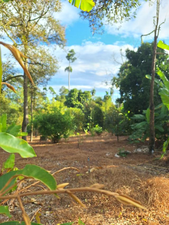 สวนทุเรียนแปลงเล็กระยอง 9