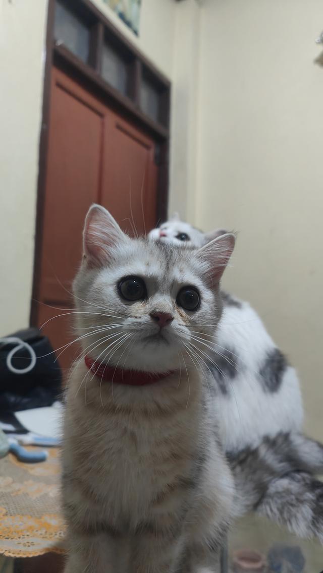 Scottish Fold (girl)