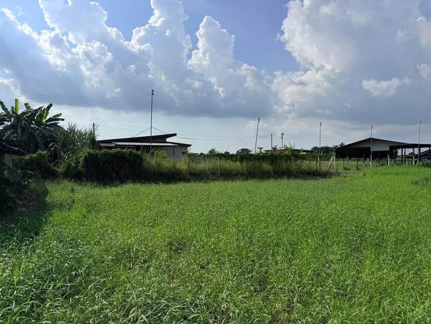 ขายด่วนที่ดิน 182 ตรว เหมาะสร้างบ้านสวน ต.สวนป่าน อ.เมืองนครปฐม จ.นครปฐม 2