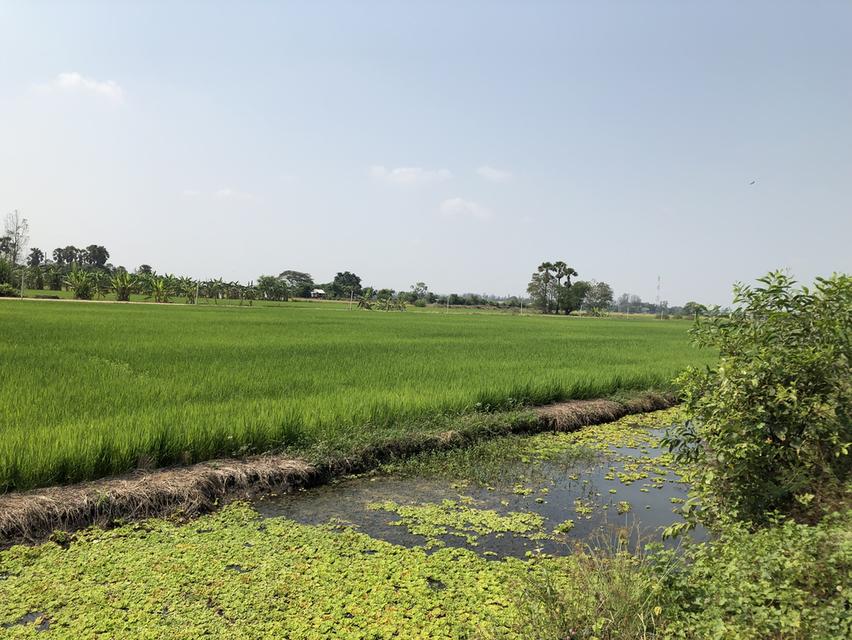 ที่ดินเนื้อที่ 6 ไร่ 184 ตรว. ตำบล คลองหก อำเภอคลองหลวง ปทุมธานี 2