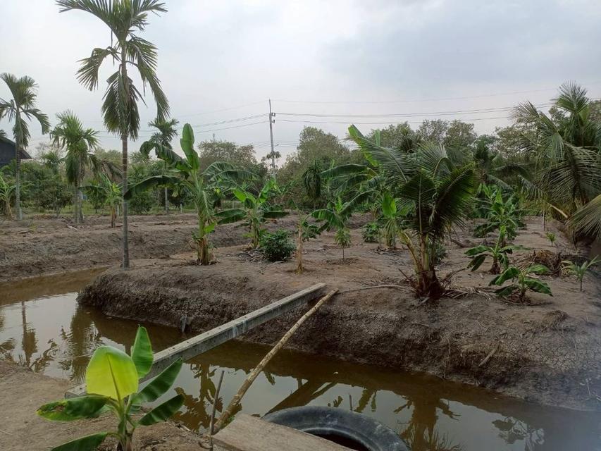 ขายที่ดินเปล่า 4 ไร่ 27 ตร.วา ติดคลอง บรรยากาศดี เหมาะสร้างบ้านสวน ทำเกษตร ต.บางไผ่ อ.เมือง จ.ฉะเชิงเทรา 5