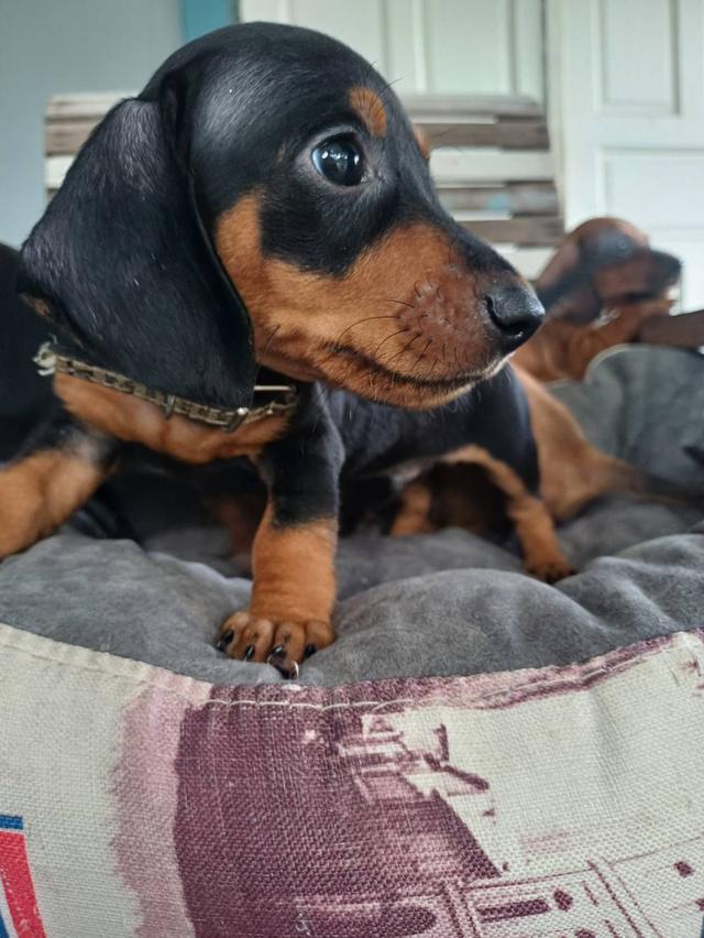Dachshund puppies 2 months old 5