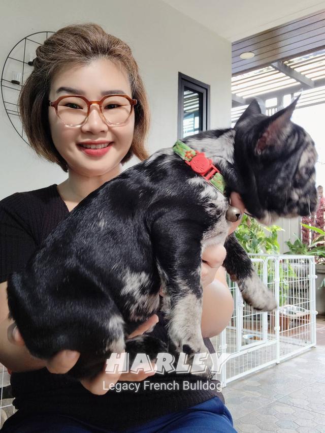 Harley, Exotic French Bulldog, black merle, rare color 17