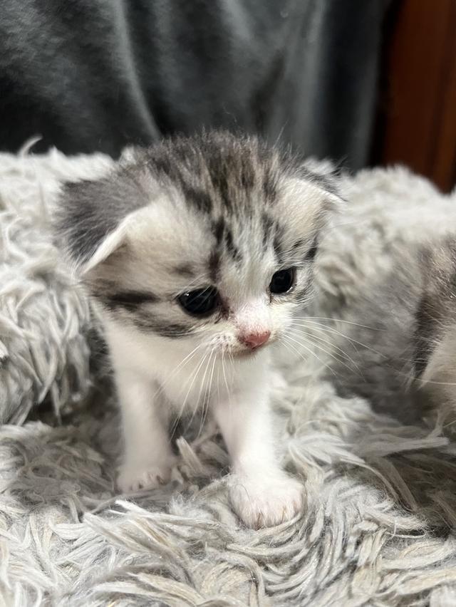 น้องแมว อายุ 3อาทิตย์พร้อมให้จุ๊บแล้วค่าาา รูปย่อยที่ 3