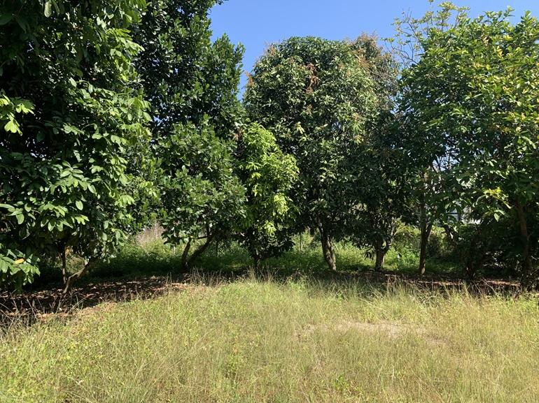 ขายที่ดินสันทราย ต.ป่าไผ่ ใกล้ตลาดป่าเหมือด ม.แม่โจ้ 3