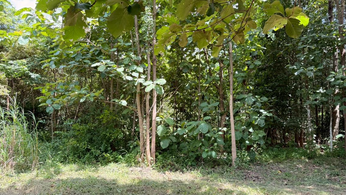 บ้านสวนผสมผสาน 28-0-65 ไร่  ซื้อวันนี้ได้ป่าพะยูง+ไม้เนื้อแข็งหลายชนิดอายุเกินสิบปี + สวนยางพารา 12