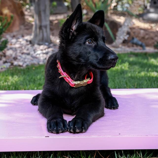 German Shepherd Puppies for sale รูปที่ 3