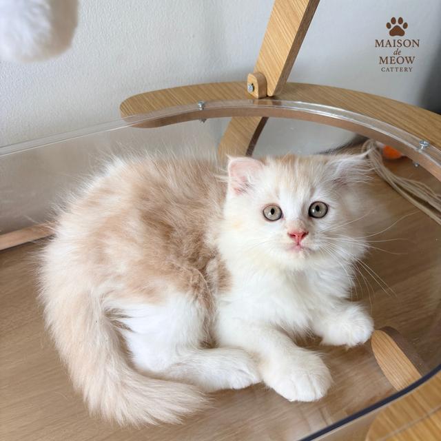 ❌🏠 ได้บ้านหมดแล้ว สก็อตติสชายคู่ ส้มอ่อน 4