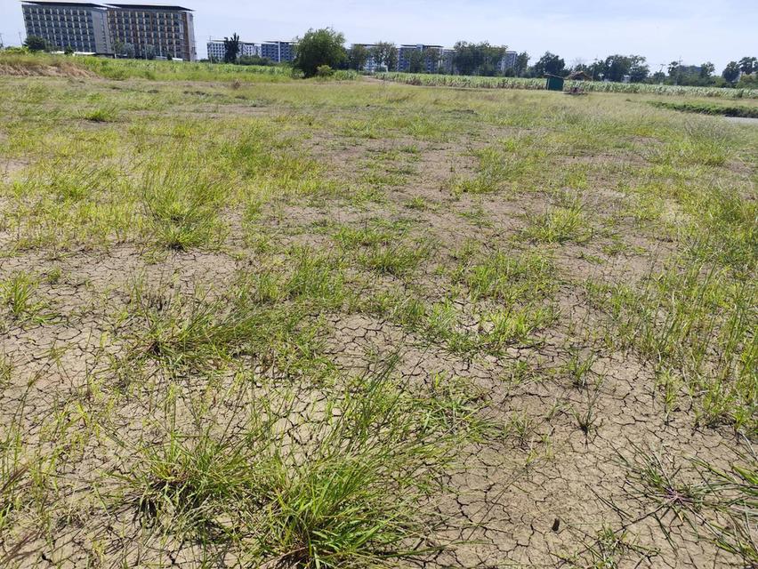 Sale large land 9.3 Rais suitable for projects or building house etc, can be subdivided Kamphaeng Saen District, Nakhon Pathom Province near Bangkok 6