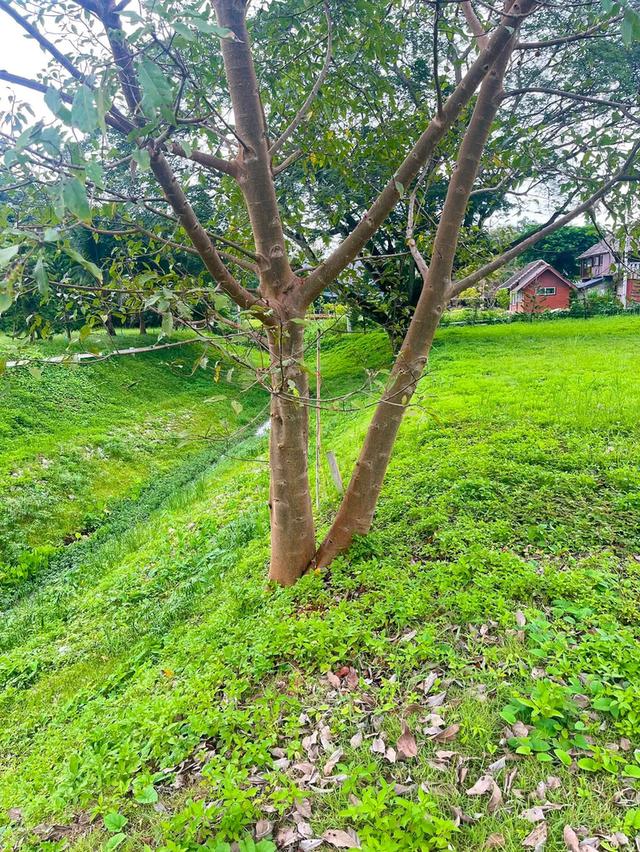 📣🏡 ที่ดินวิวดอย #บ้านปง อ.หางดง เชียงใหม่ 8