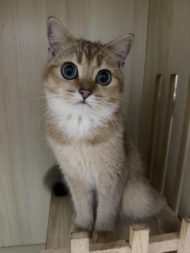 แมวบริติช 6