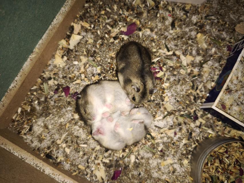 หนูแฮมสเตอร์ วินเทอร์ไวท์ (Winter White) 5