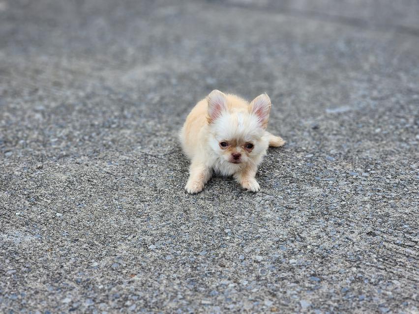 ชิวาวาไซส์จิ๋ว. วัคซีน 2 เข็มแล้ว. อยากมีบ้านคร๊าบบ สุขภาพแข็งแรง รับประกันโรคครับ 😊 รูปที่ 8