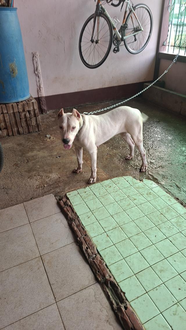 ขายเหมาๆหมา3ตัวผู้2เมีย1 รูปย่อยที่ 2