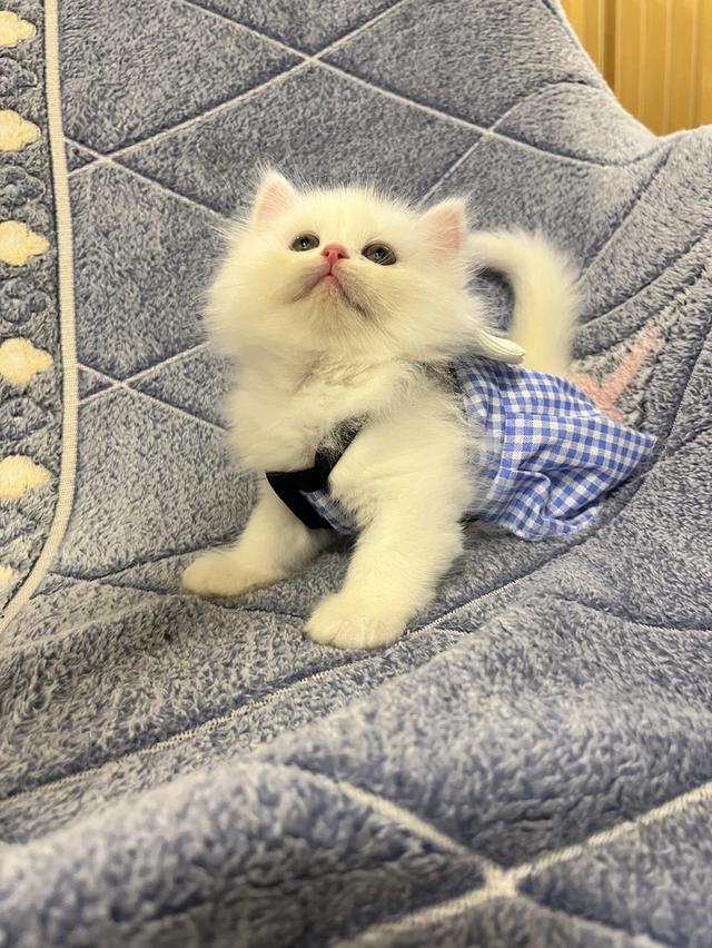 แมวเปอร์เซีย แมวสีขาว 7
