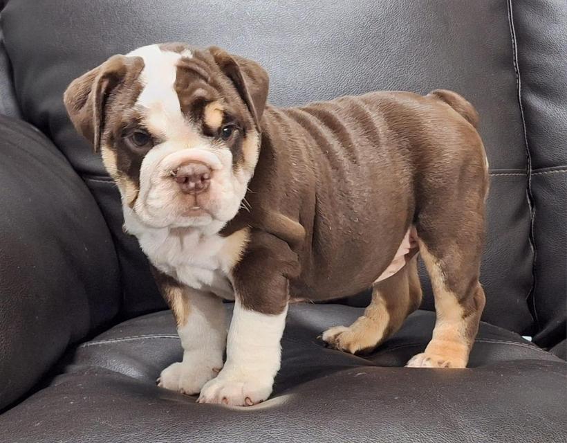 English Bulldog Puppies | WhatsApp me : +66 63 826 3042 รูปย่อยที่ 2