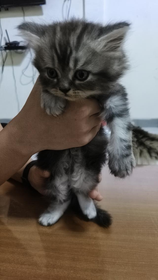 แมวเปอร์เซียแท้ พร้อมย้ายบ้าน ผู้ทั้ง2ตัวครับ 5