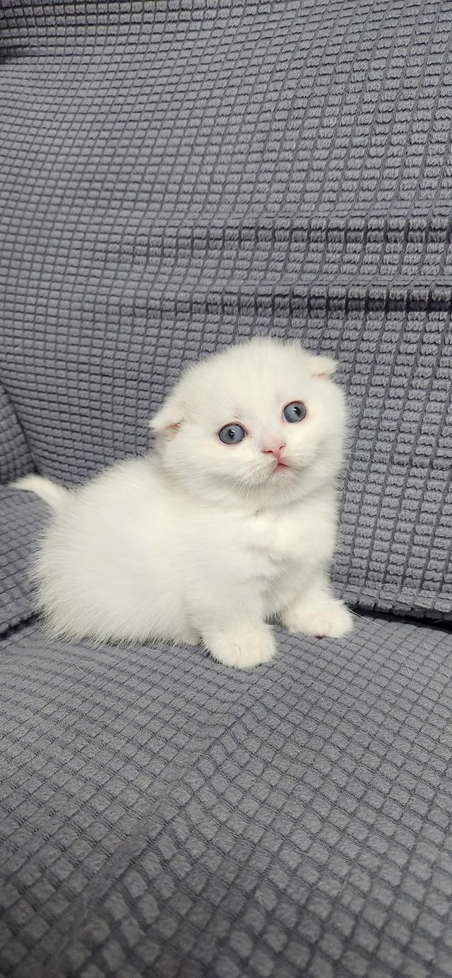 เด็กหญิงมัชน์กินหูพับ รูปที่ 2