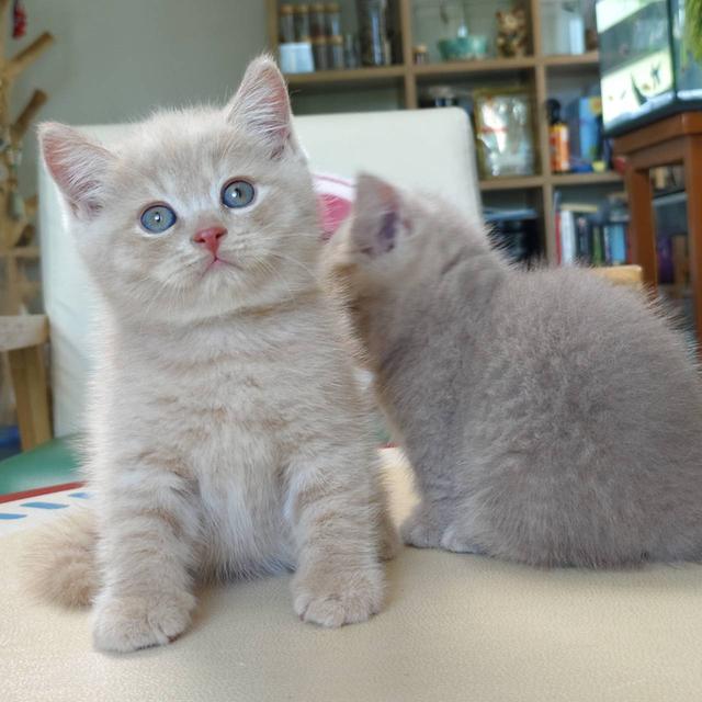 แมว cat British short hair สุดแสนน่ารัก
