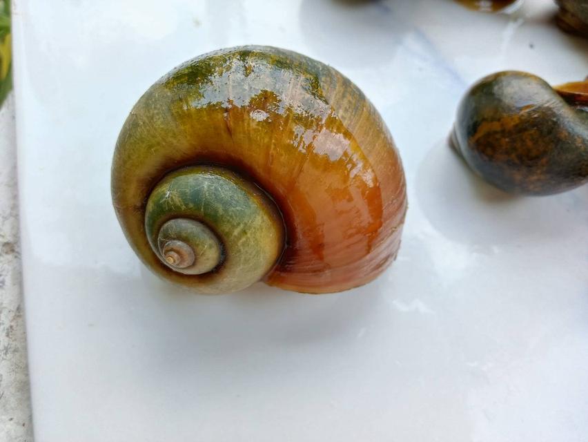 แม่พันธุ์หอยเชอรี่สีทองมงคล รูปที่ 3