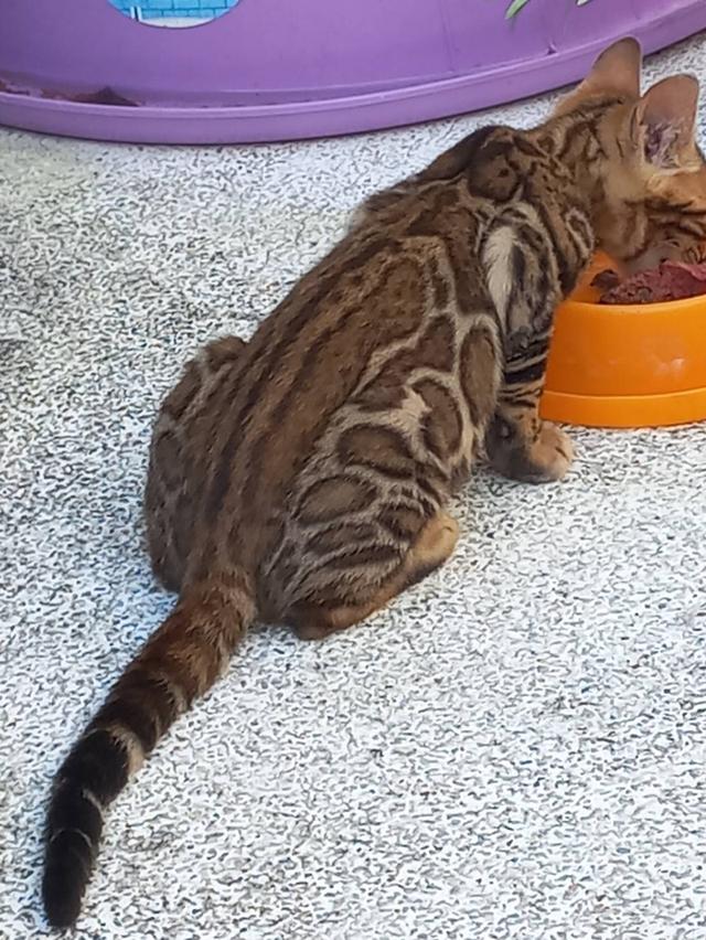 แมวเบงกอล 9