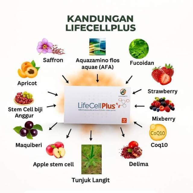 ​คืนความสดใสให้ร่างกายด้วยพลังจากธรรมชาติ 100% ​หญ้าฝรั่นและเบอร์รี่นานาพันธุ์ ช่วยให้คุณรู้สึกผ่อนคลายและกระปรี้กระเปร่า ​บำรุงระบบย่อยอาหารให้สมดุล รูปที่ 3