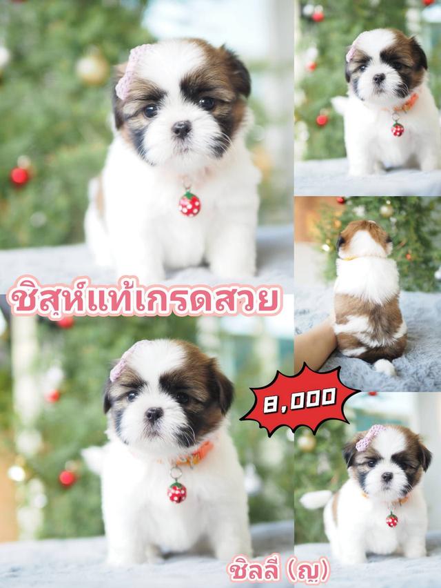 สัตว์เลี้ยง ชิสุ สุนัข