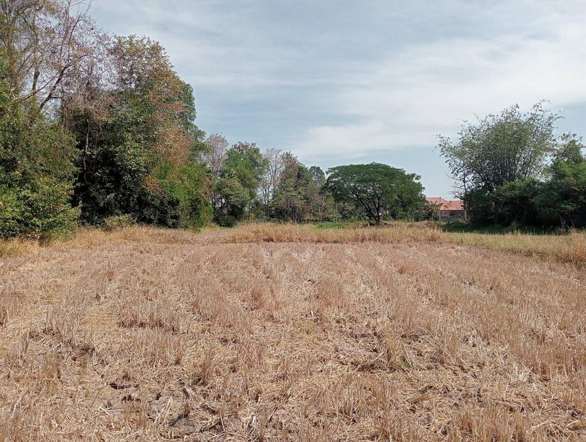 บ้านและที่ดินแปลงใหญ่ 4 ไร่เศษ ในเขตเทศบาลเมืองกาฬสินธุ์ 6