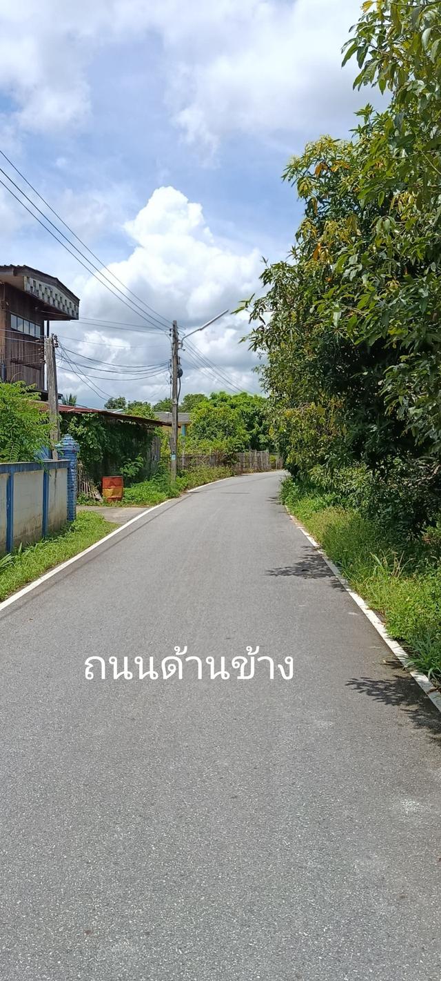 สวนมะม่วงกลางชุมชน 9ไร่ อ.บ้านโฮ่ง ลำพูน 6