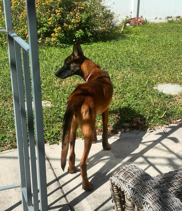 ขายด่วน Belgian Malinois สุขภาพดี แข็งแรง 4