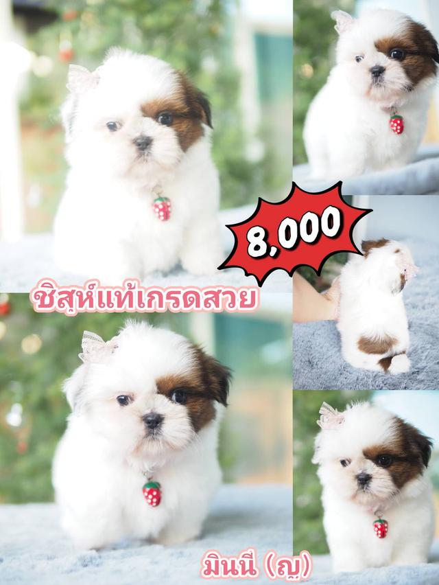 สัตว์เลี้ยง ชิสุ สุนัข 7