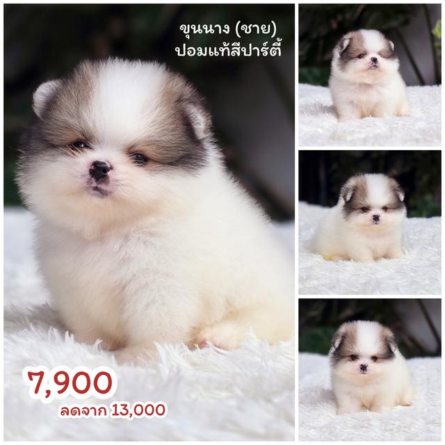 Sale ปอมแท้ฟอร์มสวย 6